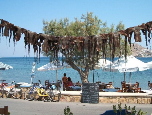 Poulpes en train de sécher sur un arbre, devant la mer